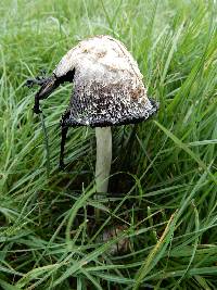 Coprinus comatus image