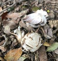 Coprinus comatus image