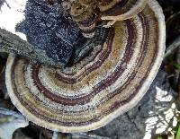 Trametes versicolor image