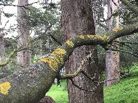 Xanthoria parietina var. parietina image