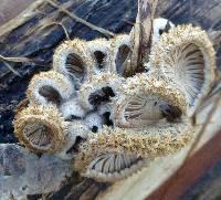 Schizophyllum commune image