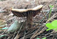 Laccaria amethysteo-occidentalis image