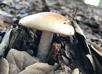 Amanita velosa image