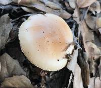 Amanita velosa image