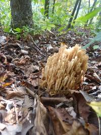 Ramaria formosa image