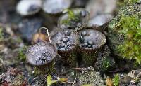 Cyathus striatus image