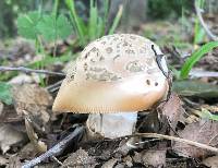 Amanita velosa image