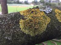 Xanthoria parietina var. parietina image