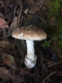 Amanita pantherina image