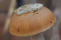 Amanita velosa image