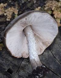 Pluteus cervinus image