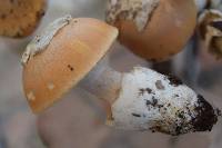 Amanita velosa image