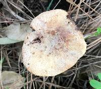 Laccaria amethysteo-occidentalis image