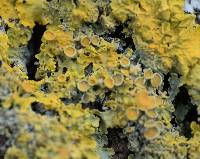 Xanthoria parietina var. parietina image