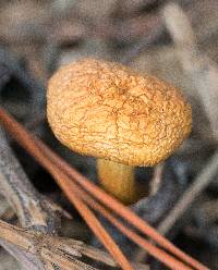 Hypholoma fasciculare image