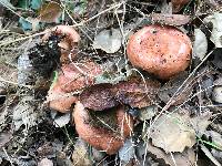 Lactarius xanthogalactus image