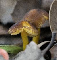 Pluteus romellii image