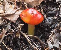 Hygrocybe laetissima image