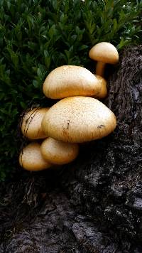 Gymnopilus junonius image