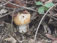 Amanita velosa image