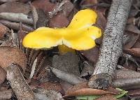 Hygrocybe chlorophana image