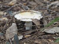 Amanita ocreata image