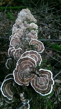 Trametes versicolor image