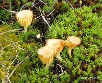 Lichenomphalia umbellifera image