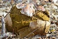 Calvatia gigantea image