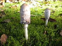 Coprinus comatus image