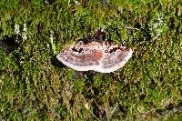 Fomitopsis cajanderi image