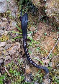 Image of Geoglossum glutinosum