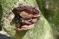 Ganoderma brownii image