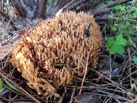 Ramaria myceliosa image