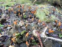 Peltigera membranacea image