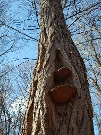 Phellinus robiniae image