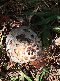 Coprinus comatus image