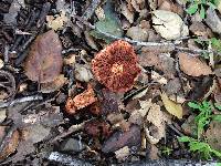 Lactarius rufulus image