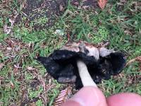 Coprinus comatus image