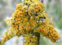 Xanthoria parietina var. parietina image