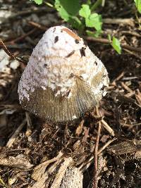 Coprinellus flocculosus image