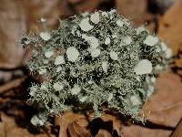 Usnea strigosa image