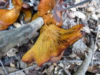 Omphalotus olivascens image