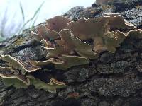 Trametes versicolor image