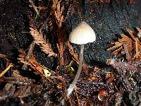 Mycena abramsii image