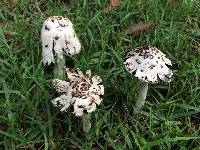 Coprinus comatus image