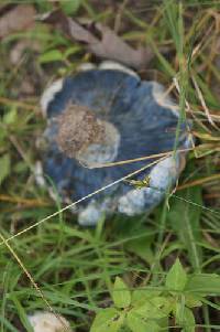 Lactarius indigo image