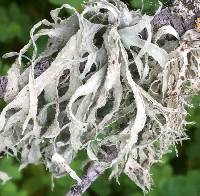 Ramalina subleptocarpha image