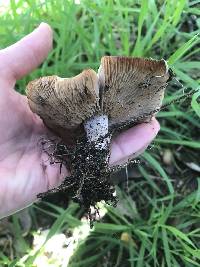 Clitocybe brunneocephala image