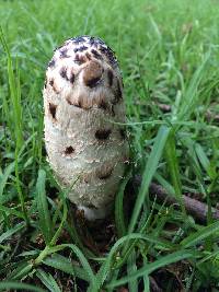 Coprinus comatus image